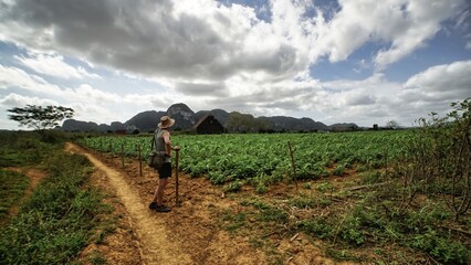 beautiful surroundings of Vinales, Cuba  view of the tobacco fields 