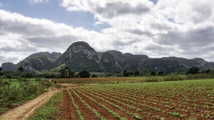 beautiful surroundings of Vinales, Cuba  view of the tobacco fields 