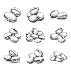 Set of pistachio vector illustrations - hand drawn pistachio - black and white pistachio isolated on white background