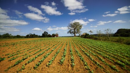 beautiful surroundings of Vinales, Cuba  view of the tobacco fields 