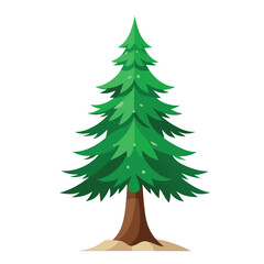 lodgepole pine tree isolated on white background. Christmas tree