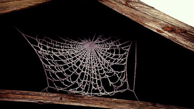 Frosty ice covered spiders web background stock footage