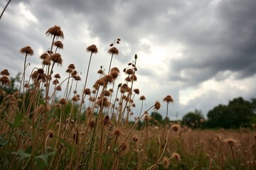 Fototapeta premium Dried wildflowers against cloudy sky