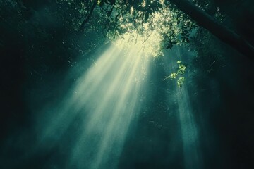 Sunbeams pierce through dense forest canopy, creating ethereal light shafts in misty air.