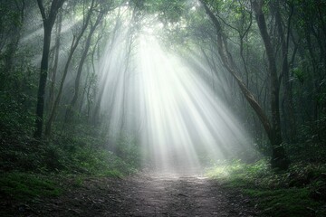 Fototapeta premium Sunbeams pierce through a misty forest, illuminating a path.