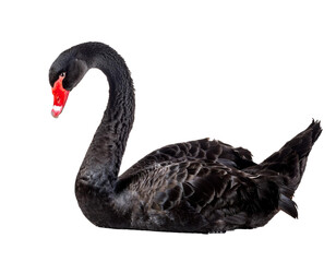 Black swan isolated on white background, cutout