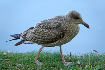 Young seagull walking on the grass. In the background is water