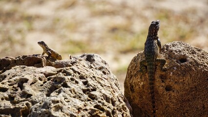 lizard sits on rocks in sunlight