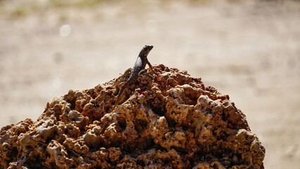 lizard sits on rocks in sunlight