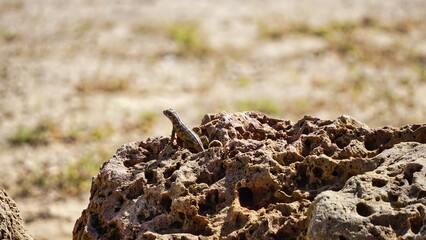 lizard sits on rocks in sunlight