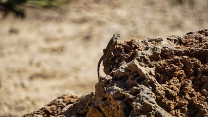 lizard sits on rocks in sunlight