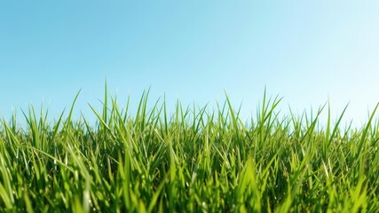 Fototapeta premium Vibrant green grass tuft against a clear azure sky, meadow, earth