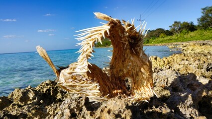 dried up fish skeleton dried up fish skeleton on the beach on the beach 