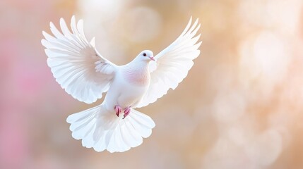 White dove in flight, wings spread wide, soft background.