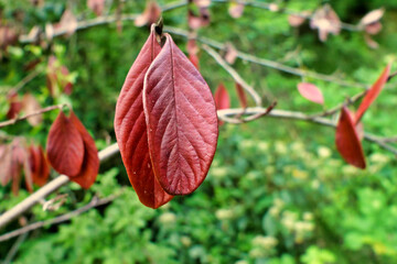Close up of a Cotoneaster lacteus leaf in Autumn .