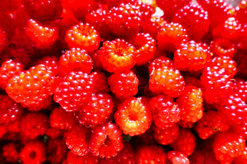 Bowl full of Wineberries (rubus phoenicolasius) or Japanese raspberries