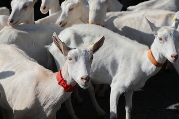 Obraz premium herd of goats from Switzerland