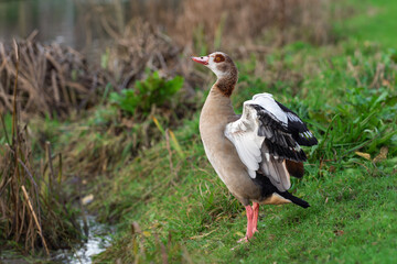 An adult female Egyptian or Nile goose (Alopochen aegyptiaca) with its wings spread during moulting