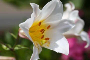 Fototapeta premium Flower power in Montreux, Switzerland. Sunny day