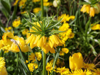 Flower power in Montreux, Switzerland. Sunny day
