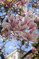 Pink magnolia flower