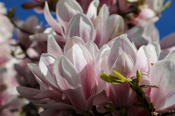 pink magnolia flower