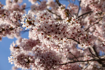 Spring time in Montreux