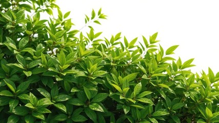 Obraz premium Lush vibrant green leaves forming a natural background, background, design