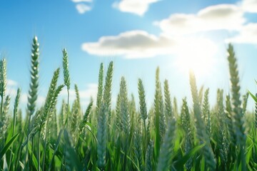 Obraz premium green wheat field and sunny day green wheat field and sunny day