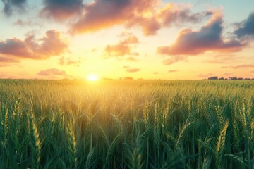 Fototapeta premium Green wheat field under colorful summer sky at sunrise. Skyline.