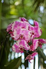 The Island of Mainau, also known as the 