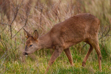 Young Roe Deer in Birch habitat during cold weather day