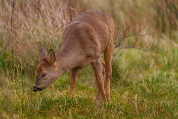 Young Roe Deer in Birch habitat during cold weather day