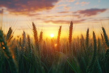 Fototapeta premium Sunset in Rural Area over the Wheat Field. Late Evening photo Shoot with Shallow Depth Of field.