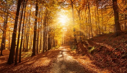 Obraz premium autumn in the forest