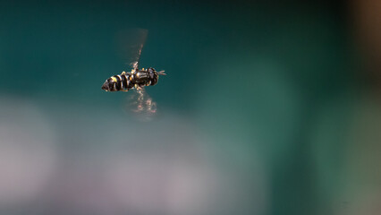 Syrphid fly - Paragus pecchiolii