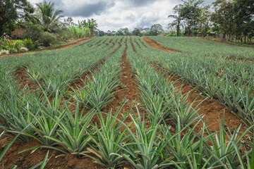 The pineapple plantation in one of the villages in Costa Rica