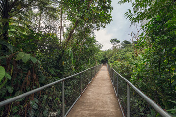 The walking path in the Tenorio Volcano National Park - Costa Rica