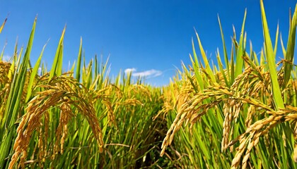 Golden Rice Paddy Field Ready for Harvest under a Bright Blue Sky