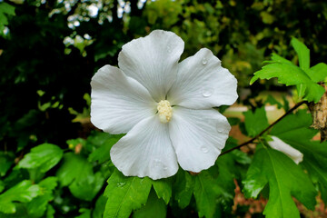 Close up of a white Hibiscus flower with a fully developed pistil following rainfall
Close up of a white Hibiscus flower with a fully developed pistil following rainfall
