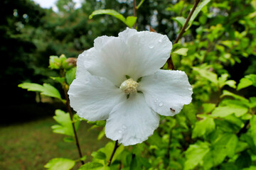 Close up of a White Hibiscus showing a fully developed pistil.