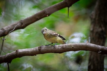 Acadian Flycatcher