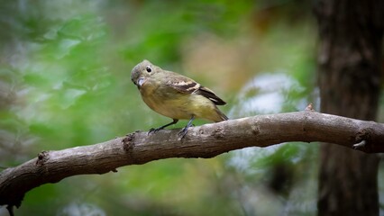 Acadian Flycatcher