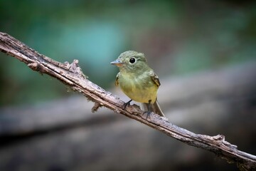 Acadian Flycatcher