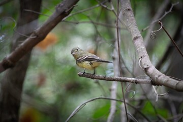 Acadian Flycatcher