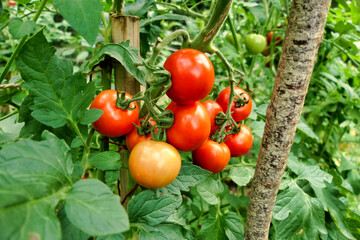 Close up of  ripening Tomatoes - variety Moneymaker.