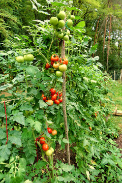 Ripening Moneymaker Tomatoes growing in a french potager (vegetable garden).