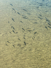 Small Fish Swimming in Clear Shallow Water