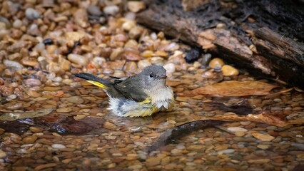 American Redstart