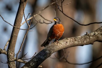 American Robin